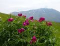 Paeonia officinalis subsp. italica